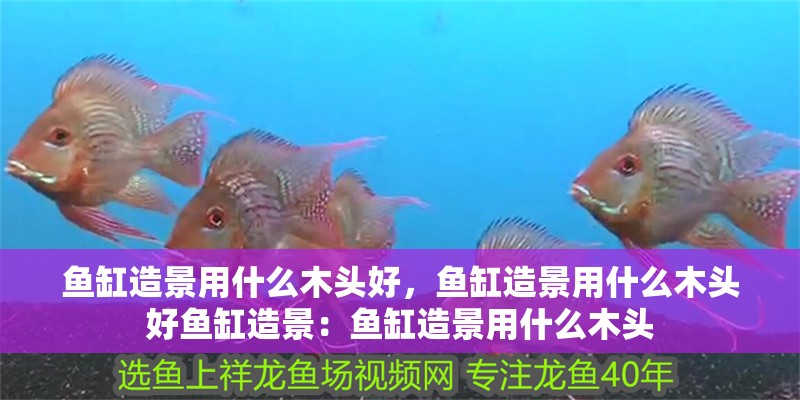 魚缸造景用什么木頭好，魚缸造景用什么木頭好魚缸造景：魚缸造景用什么木頭