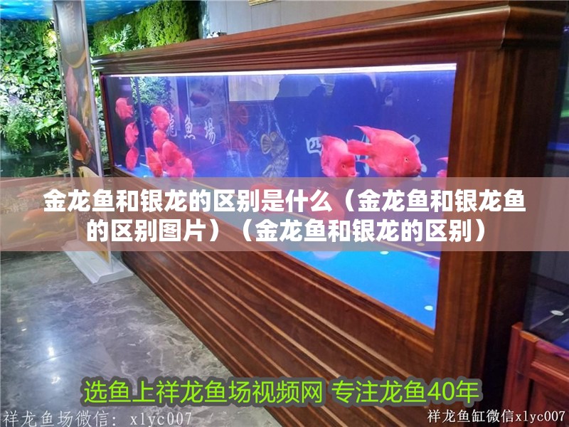 給大魚缸換水的作文:體驗給大魚缸換水的樂趣:體驗給大魚缸換水:給大魚缸換水的作文 金龍魚和銀龍的區別是什么(金龍魚和銀龍魚的區別圖片)(金龍魚和銀龍的區別) 銀龍魚百科 金龍魚和銀龍的區別是什么(金龍魚和銀龍魚的區別圖片)(金龍魚和銀龍的區別) 金龍魚和銀龍的區別是什么(金龍魚和銀龍魚的區別圖片)(金龍魚和銀龍的區別) 銀龍魚百科