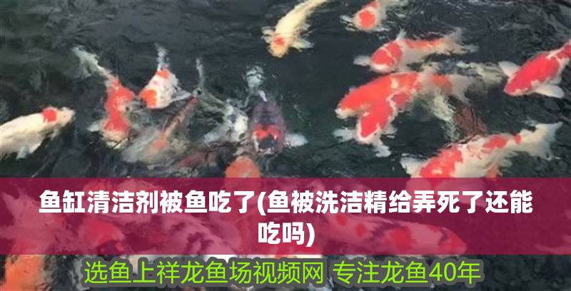 魚缸清潔劑被魚吃了(魚被洗潔精給弄死了還能吃嗎)