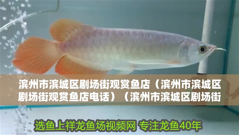 濱州市濱城區(qū)劇場街觀賞魚店（濱州市濱城區(qū)劇場街觀賞魚店電話）（濱州市濱城區(qū)劇場街觀賞魚店）