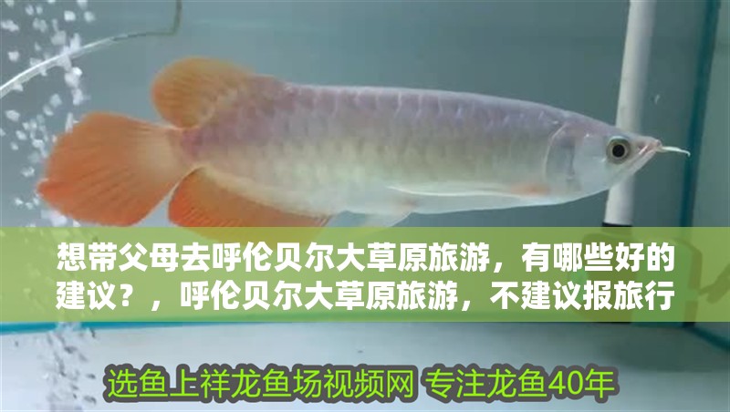 想帶父母去呼倫貝爾大草原旅游，有哪些好的建議？，呼倫貝爾大草原旅游，不建議報(bào)旅行團(tuán)