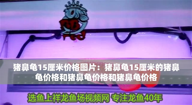 豬鼻龜15厘米價格圖片：豬鼻龜15厘米的豬鼻龜價格和豬鼻龜價格和豬鼻龜價格 豬鼻龜15厘米價格圖片：豬鼻龜15厘米的豬鼻龜價格和豬鼻龜價格和豬鼻龜價格 豬鼻龜百科 第1張
