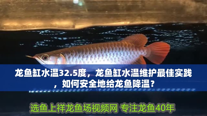 鸚鵡魚和銀龍魚混養怎樣喂食 龍魚缸水溫32.5度,龍魚缸水溫維護最佳實踐,如何安全地給龍魚降溫? 龍魚百科 龍魚缸水溫32.5度,龍魚缸水溫維護最佳實踐,如何安全地給龍魚降溫? 龍魚缸水溫32.5度,龍魚缸水溫維護最佳實踐,如何安全地給龍魚降溫? 龍魚百科