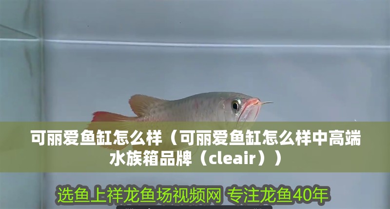 可麗愛魚缸怎么樣（可麗愛魚缸怎么樣中高端水族箱品牌（cleair））