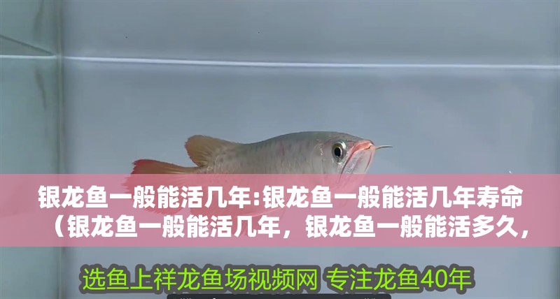 銀龍魚一般能活幾年:銀龍魚一般能活幾年壽命（銀龍魚一般能活幾年，銀龍魚一般能活多久，銀龍魚能活多久）