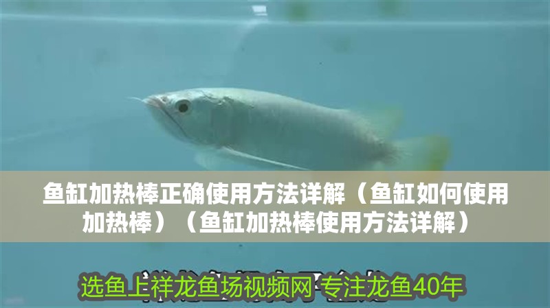 魚缸加熱棒正確使用方法詳解（魚缸如何使用加熱棒）（魚缸加熱棒使用方法詳解）