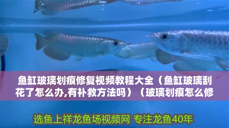 魚缸玻璃劃痕修復視頻教程大全（魚缸玻璃刮花了怎么辦,有補救方法嗎）（玻璃劃痕怎么修復使用玻璃劃痕修復劑修復劑制作方法）