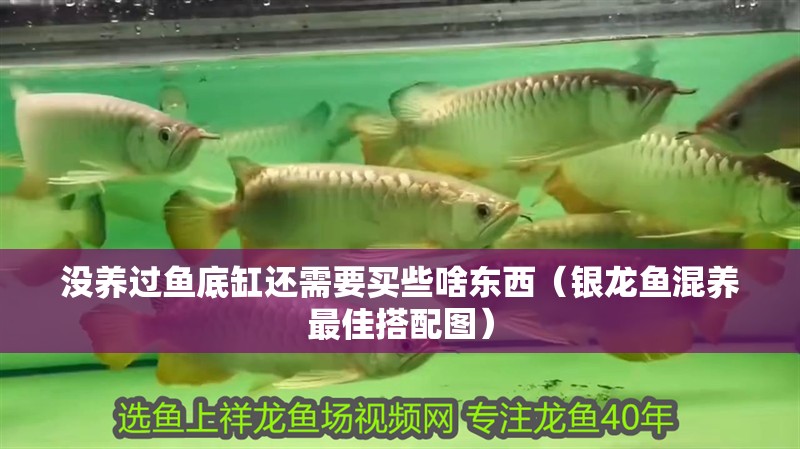 沒養過魚底缸還需要買些啥東西（銀龍魚混養最佳搭配圖）