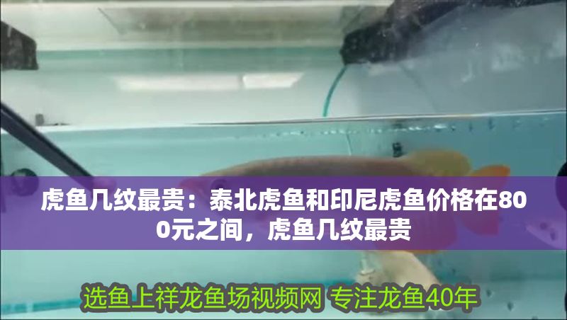 虎魚幾紋最貴：泰北虎魚和印尼虎魚價格在800元之間，虎魚幾紋最貴