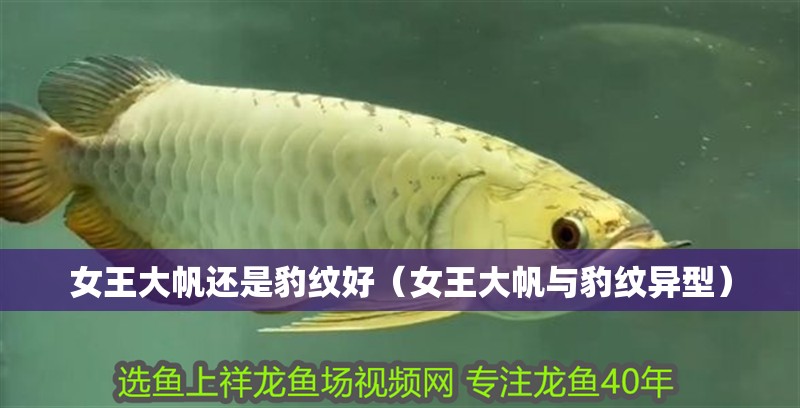 女王大帆還是豹紋好（女王大帆與豹紋異型）