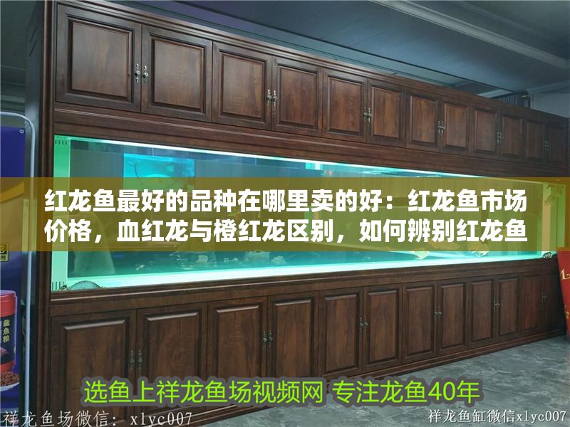 紅龍魚最好的品種在哪里賣的好：紅龍魚市場價格，血紅龍與橙紅龍區別，如何辨別紅龍魚健康