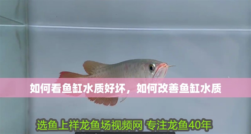 如何看魚缸水質好壞，如何改善魚缸水質 如何看魚缸水質好壞，如何改善魚缸水質 龍魚百科