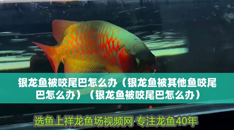 銀龍魚(yú)被咬尾巴怎么辦（銀龍魚(yú)被其他魚(yú)咬尾巴怎么辦）（銀龍魚(yú)被咬尾巴怎么辦） 銀龍魚(yú)被咬尾巴怎么辦（銀龍魚(yú)被其他魚(yú)咬尾巴怎么辦）（銀龍魚(yú)被咬尾巴怎么辦） 銀龍魚(yú)百科