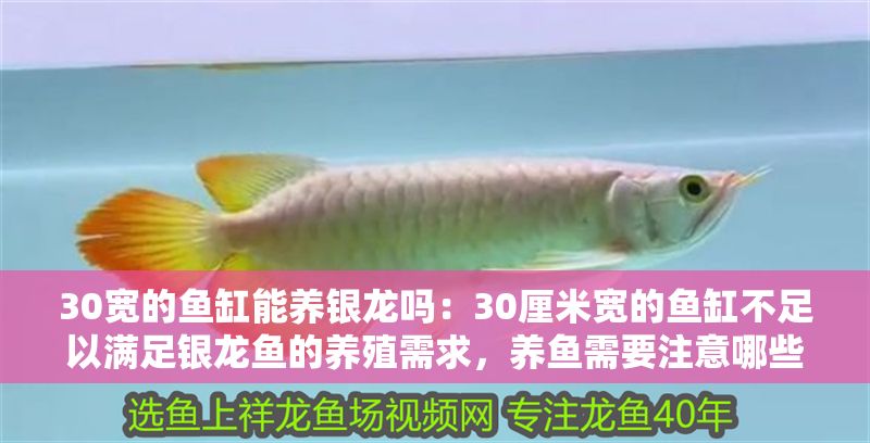 30寬的魚缸能養銀龍嗎：30厘米寬的魚缸不足以滿足銀龍魚的養殖需求，養魚需要注意哪些方面