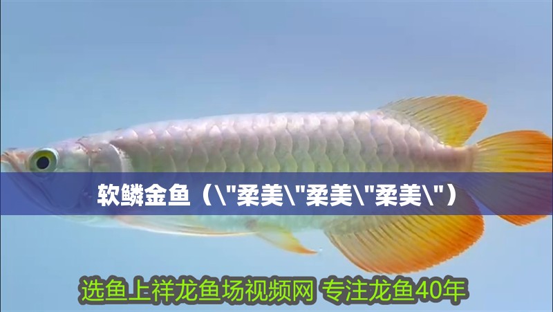 軟鱗金魚（ 軟鱗金魚（\