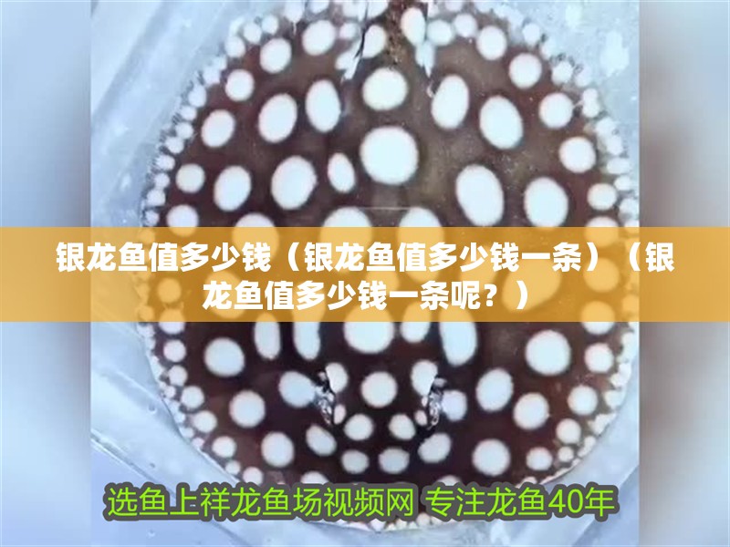 銀龍魚值多少錢（銀龍魚值多少錢一條）（銀龍魚值多少錢一條呢？）