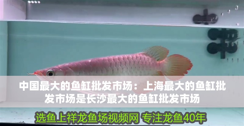 中國最大的魚缸批發(fā)市場：上海最大的魚缸批發(fā)市場是長沙最大的魚缸批發(fā)市場