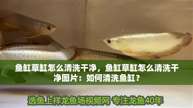 魚缸草缸怎么清洗干凈，魚缸草缸怎么清洗干凈圖片：如何清洗魚缸？
