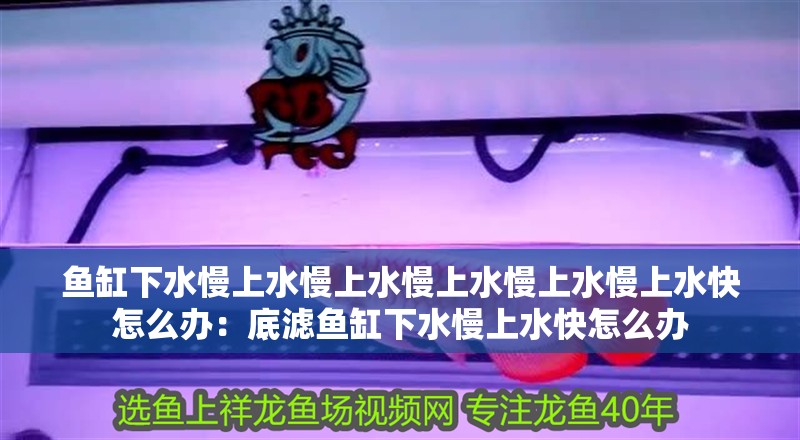 新到家的小虎魚 魚缸下水慢上水慢上水慢上水慢上水慢上水快怎么辦:底濾魚缸下水慢上水快怎么辦 魚缸百科 魚缸下水慢上水慢上水慢上水慢上水慢上水快怎么辦:底濾魚缸下水慢上水快怎么辦 魚缸下水慢上水慢上水慢上水慢上水慢上水快怎么辦:底濾魚缸下水慢上水快怎么辦 魚缸百科