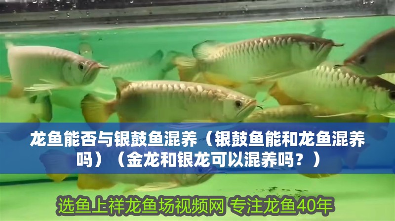 龍魚能否與銀鼓魚混養（銀鼓魚能和龍魚混養嗎）（金龍和銀龍可以混養嗎？）