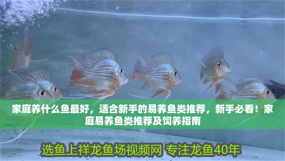 家庭養什么魚最好，適合新手的易養魚類推薦，新手必看！家庭易養魚類推薦及飼養指南