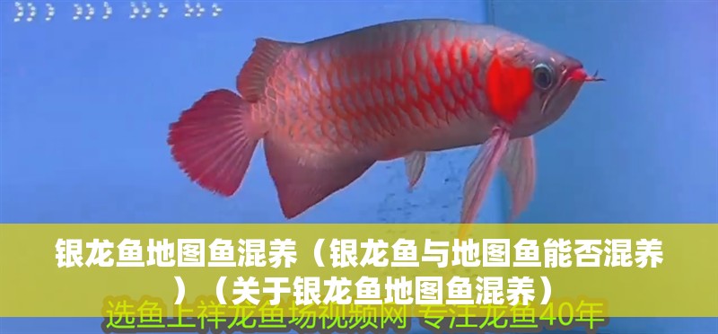 印尼虎魚多少溫度飼養最好:印尼虎魚多少溫度飼養最好印尼虎魚多少溫度飼養最好 銀龍魚地圖魚混養(銀龍魚與地圖魚能否混養)(關于銀龍魚地圖魚混養) 銀龍魚百科 銀龍魚地圖魚混養(銀龍魚與地圖魚能否混養)(關于銀龍魚地圖魚混養) 銀龍魚地圖魚混養(銀龍魚與地圖魚能否混養)(關于銀龍魚地圖魚混養) 銀龍魚百科