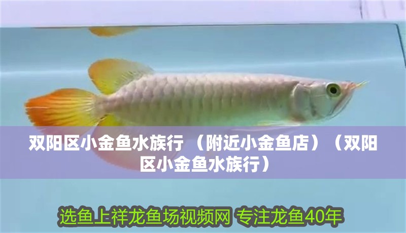 雙陽區小金魚水族行 （附近小金魚店）（雙陽區小金魚水族行）