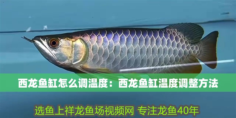 詳細(xì)閱讀:西龍魚缸怎么調(diào)溫度:西龍魚缸溫度調(diào)整方法 西龍魚缸怎么調(diào)溫度:西龍魚缸溫度調(diào)整方法