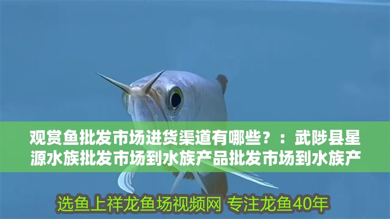 觀賞魚批發市場進貨渠道有哪些？：武陟縣星源水族批發市場到水族產品批發市場到水族產品采購市場 觀賞魚批發市場進貨渠道有哪些？：武陟縣星源水族批發市場到水族產品批發市場到水族產品采購市場 魚缸百科