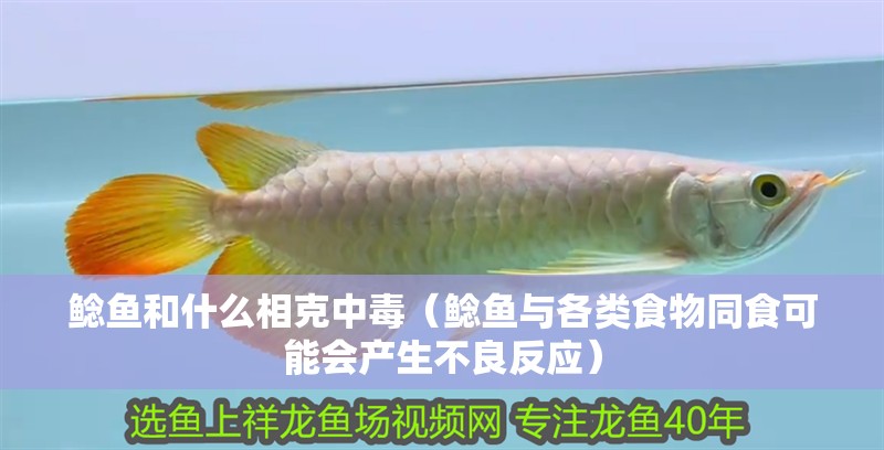 鯰魚和什么相克中毒（鯰魚與各類食物同食可能會產生不良反應） 鯰魚和什么相克中毒（鯰魚與各類食物同食可能會產生不良反應） 龍魚論壇