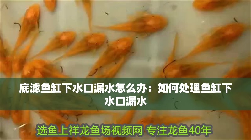 底濾魚缸下水口漏水怎么辦：如何處理魚缸下水口漏水