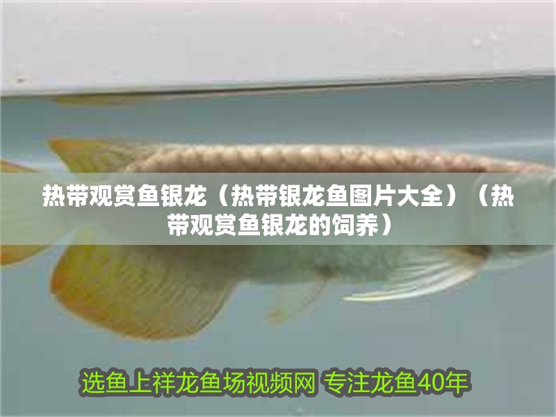 熱帶觀賞魚銀龍（熱帶銀龍魚圖片大全）（熱帶觀賞魚銀龍的飼養）
