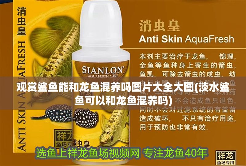 觀賞鯊魚(yú)能和龍魚(yú)混養(yǎng)嗎圖片大全大圖(淡水鯊魚(yú)可以和龍魚(yú)混養(yǎng)嗎)