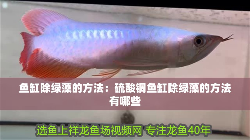 魚(yú)缸除綠藻的方法：硫酸銅魚(yú)缸除綠藻的方法有哪些 魚(yú)缸除綠藻的方法：硫酸銅魚(yú)缸除綠藻的方法有哪些 魚(yú)缸百科