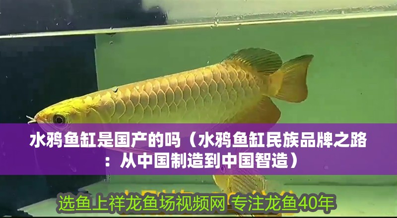 水鴉魚缸是國產的嗎（水鴉魚缸民族品牌之路：從中國制造到中國智造） 水鴉魚缸是國產的嗎（水鴉魚缸民族品牌之路：從中國制造到中國智造） 龍魚論壇