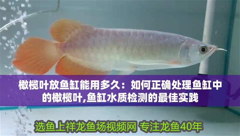 橄欖葉放魚缸能用多久：如何正確處理魚缸中的橄欖葉,魚缸水質(zhì)檢測的最佳實(shí)踐