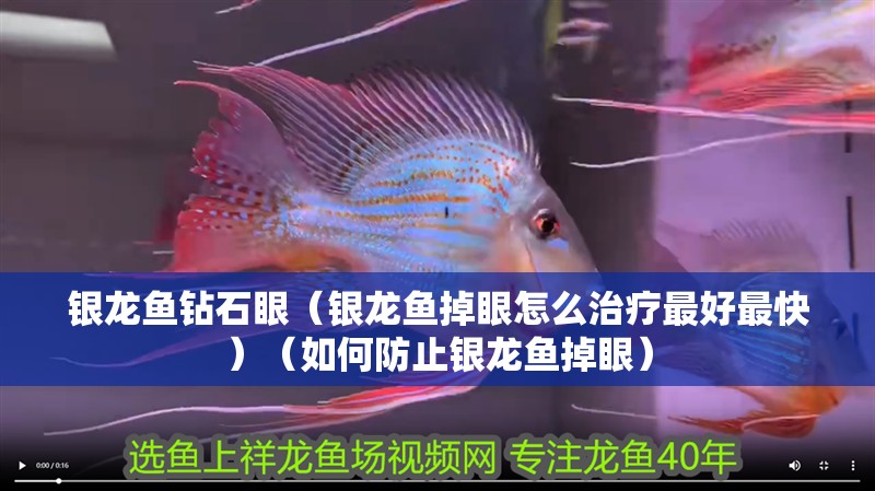 銀龍魚鉆石眼（銀龍魚掉眼怎么治療最好最快）（如何防止銀龍魚掉眼）