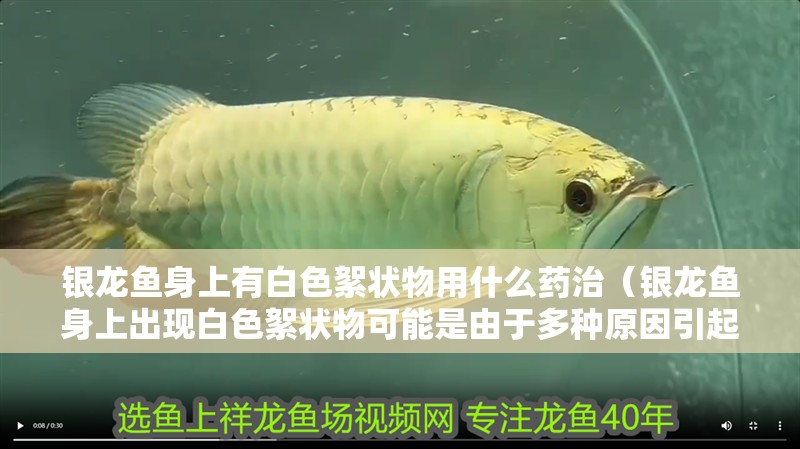 銀龍魚身上有白色絮狀物用什么藥治（銀龍魚身上出現白色絮狀物可能是由于多種原因引起的） 銀龍魚身上有白色絮狀物用什么藥治（銀龍魚身上出現白色絮狀物可能是由于多種原因引起的） 銀龍魚百科