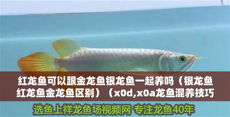 紅龍魚可以跟金龍魚銀龍魚一起養(yǎng)嗎（銀龍魚紅龍魚金龍魚區(qū)別）（x0d,x0a龍魚混養(yǎng)技巧）