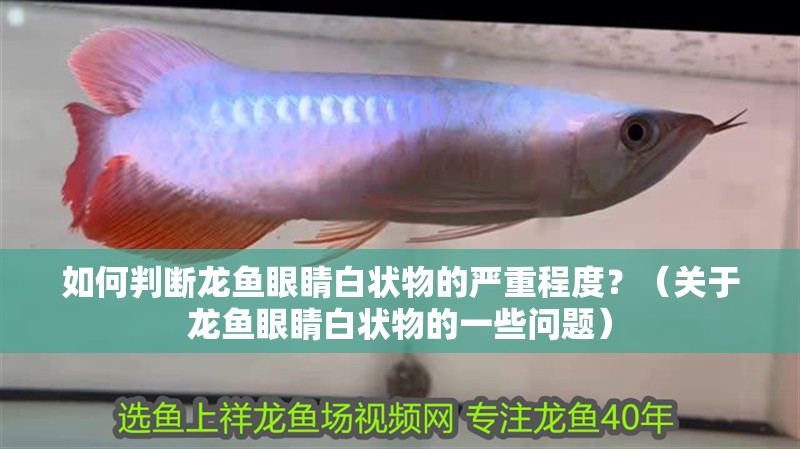 如何判斷龍魚眼睛白狀物的嚴重程度？（關于龍魚眼睛白狀物的一些問題）
