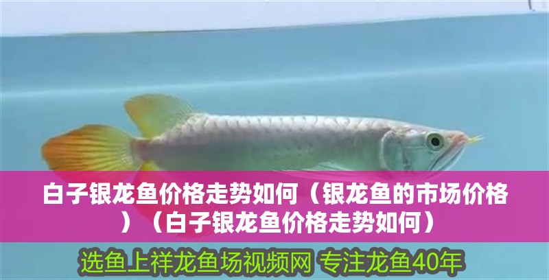 白子銀龍魚價格走勢如何（銀龍魚的市場價格）（白子銀龍魚價格走勢如何）