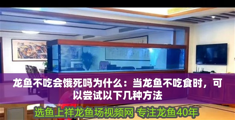 龍魚不吃會餓死嗎為什么：當龍魚不吃食時，可以嘗試以下幾種方法