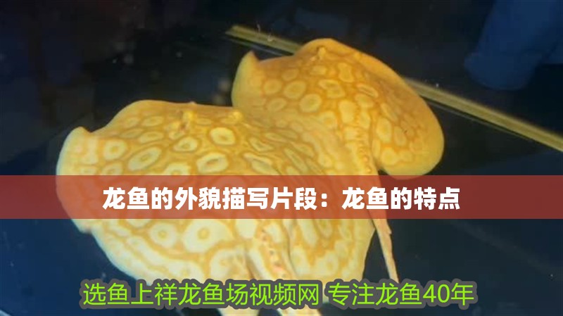 龍魚的外貌描寫片段：龍魚的特點 龍魚的外貌描寫片段：龍魚的特點 龍魚百科