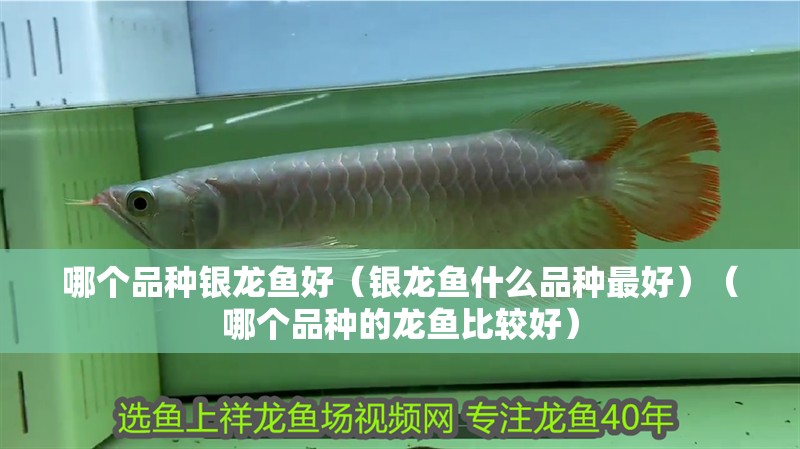哪個品種銀龍魚好（銀龍魚什么品種最好）（哪個品種的龍魚比較好）