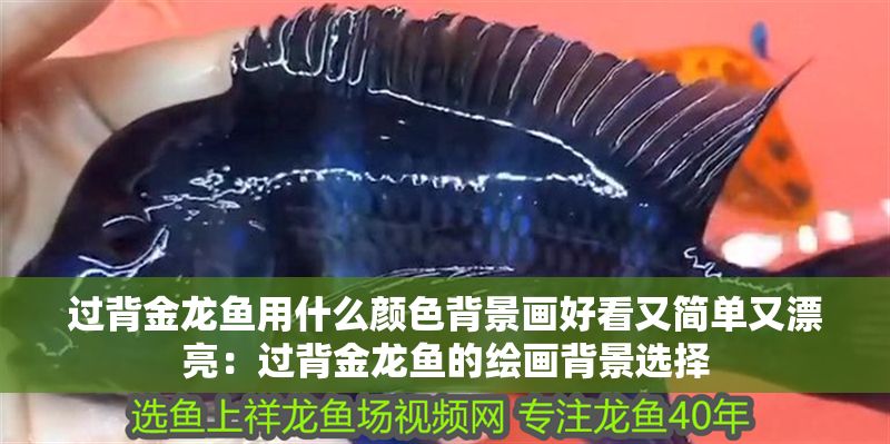 過背金龍魚用什么顏色背景畫好看又簡單又漂亮：過背金龍魚的繪畫背景選擇 過背金龍魚用什么顏色背景畫好看又簡單又漂亮：過背金龍魚的繪畫背景選擇 金龍魚百科 第1張