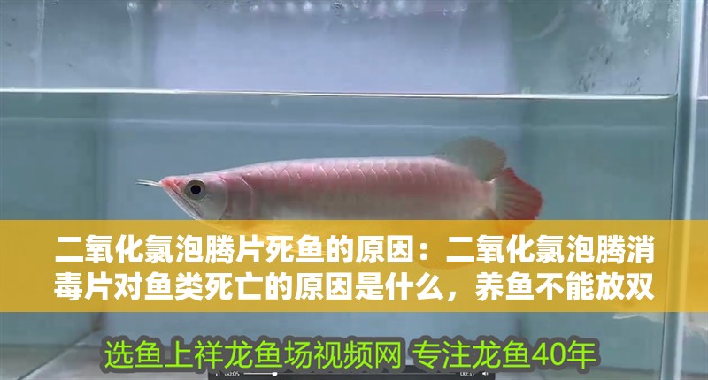 二氧化氯泡騰片死魚的原因：二氧化氯泡騰消毒片對魚類死亡的原因是什么，養魚不能放雙氧水 二氧化氯泡騰片死魚的原因：二氧化氯泡騰消毒片對魚類死亡的原因是什么，養魚不能放雙氧水 魚缸百科