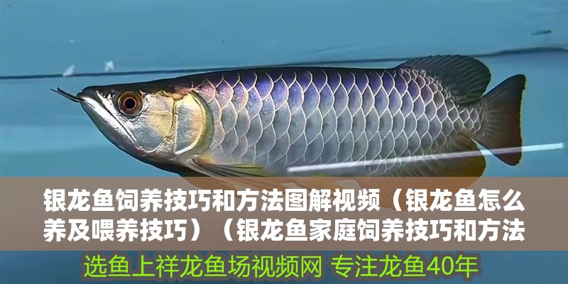 銀龍魚飼養(yǎng)技巧和方法圖解視頻（銀龍魚怎么養(yǎng)及喂養(yǎng)技巧）（銀龍魚家庭飼養(yǎng)技巧和方法圖解視頻和方法圖解視頻分享）