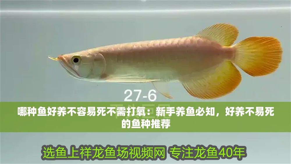 哪種魚好養(yǎng)不容易死不需打氧：新手養(yǎng)魚必知，好養(yǎng)不易死的魚種推薦