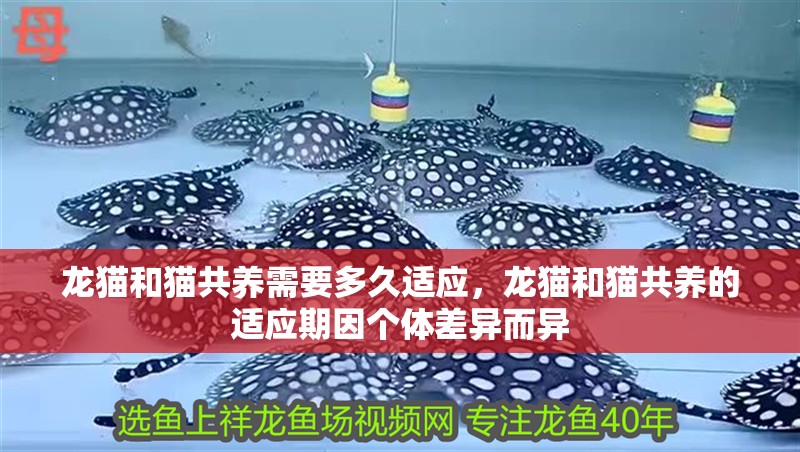 龍貓和貓共養需要多久適應，龍貓和貓共養的適應期因個體差異而異 龍貓和貓共養需要多久適應，龍貓和貓共養的適應期因個體差異而異 龍魚百科