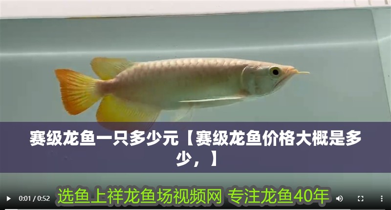 賽級龍魚一只多少元【賽級龍魚價格大概是多少，】 賽級龍魚一只多少元【賽級龍魚價格大概是多少，】 水族問答